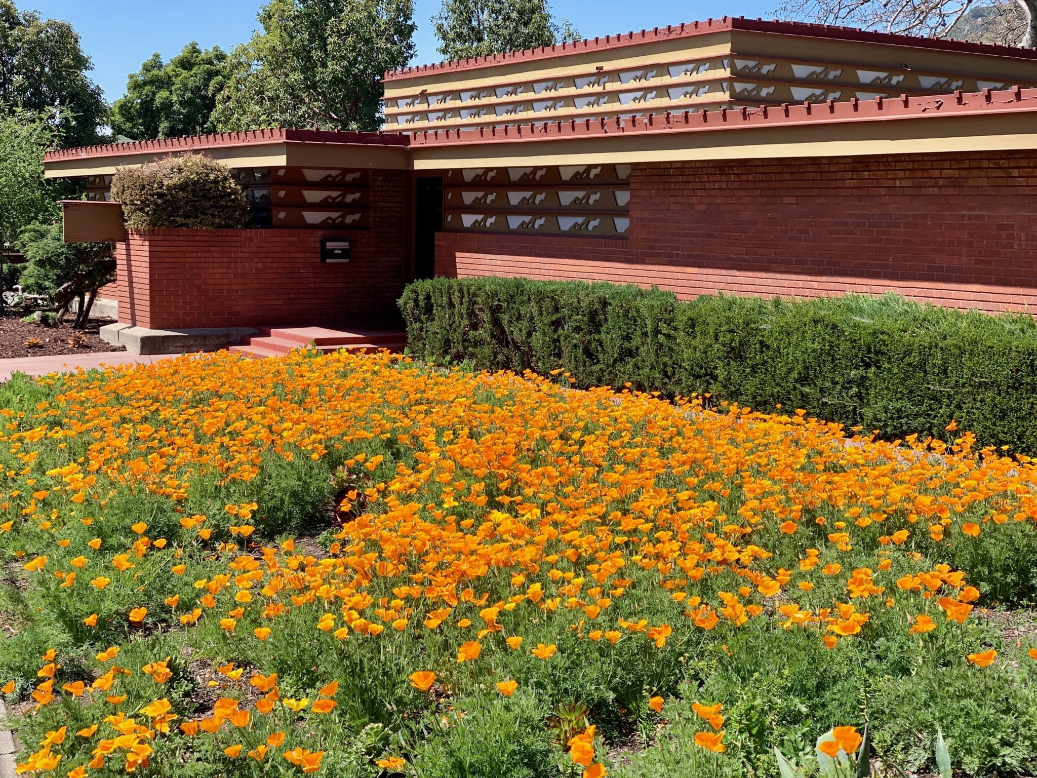 office exterior with poppies blooming